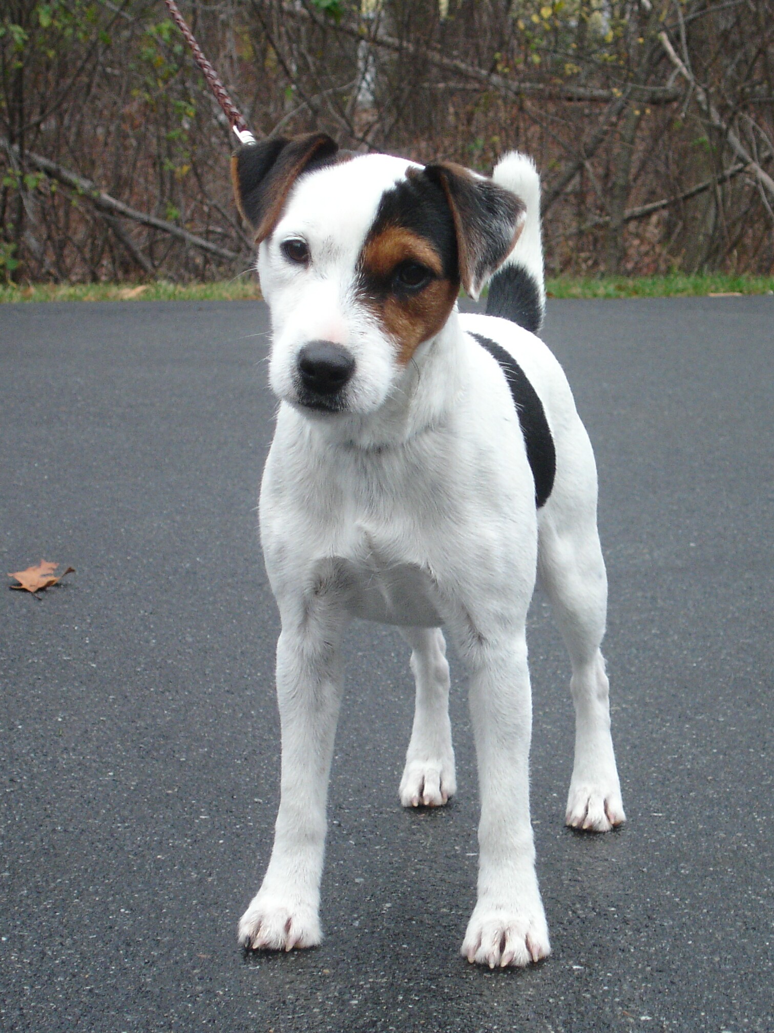 jack russell terrier free to good home